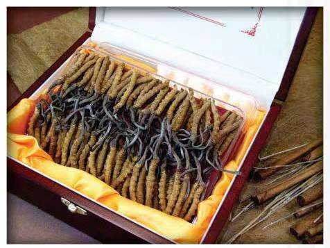 新民冬虫夏草回收